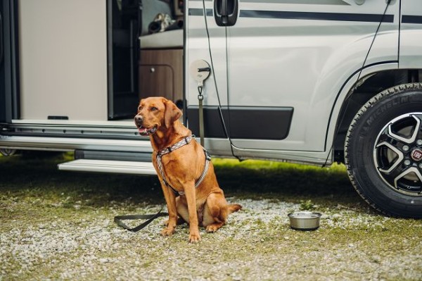 suction cup dog leash fixation